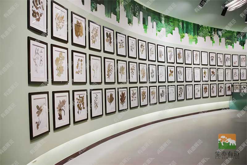腊叶标本墙