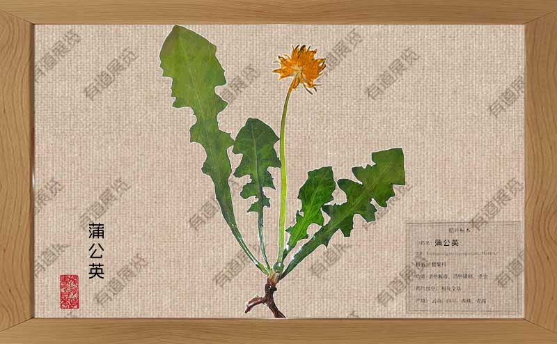 蒲公英腊叶标本