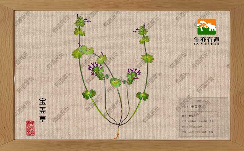 宝盖草腊叶标本