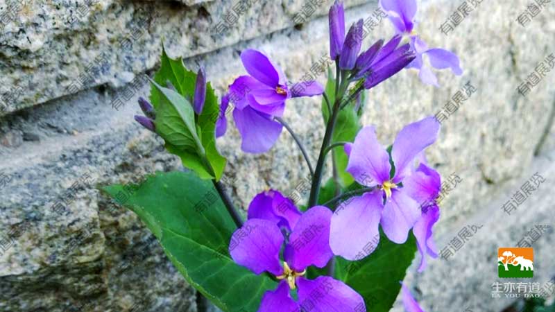 植物二月兰
