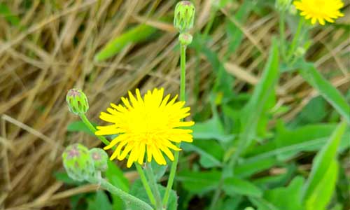 菊科植物腊叶标本制作难点：如何防止叶片发黑？