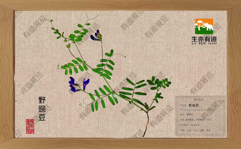野豌豆腊叶标本