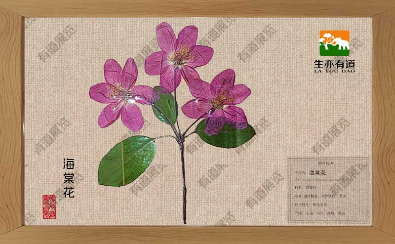 海棠花腊叶标本
