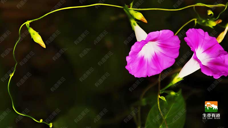 植物牵牛花