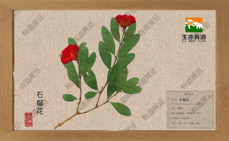 石榴花腊叶标本