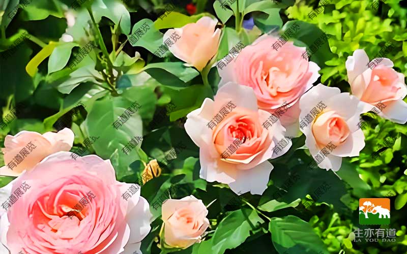 植物标本--月季花