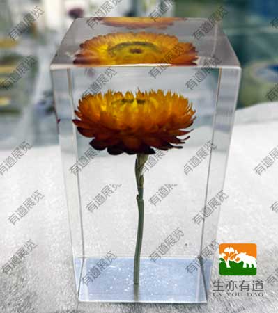 透明树脂包埋标本