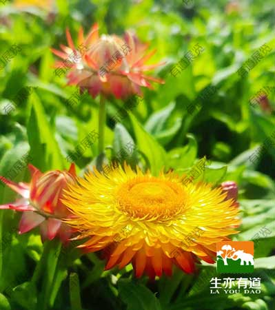 蜡菊环氧树脂包埋标本