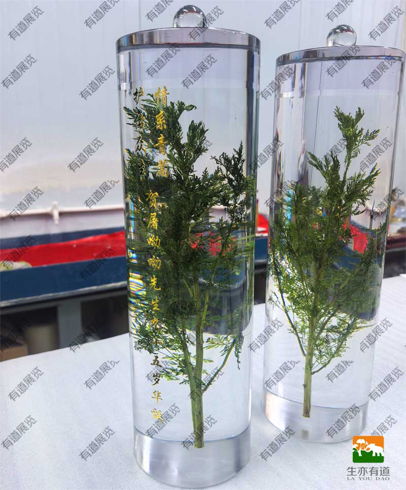 青蒿树脂包埋标本