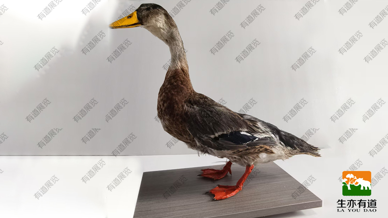 珍珠鸭剥制标本