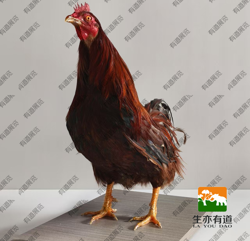 公鸡标本
