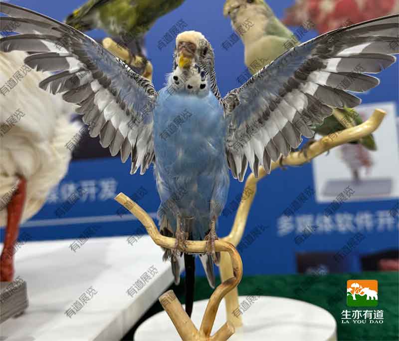 展翅鸟类标本