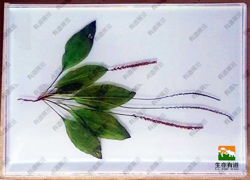 植物包埋标本