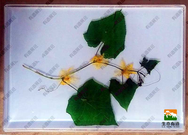 透明树脂标本