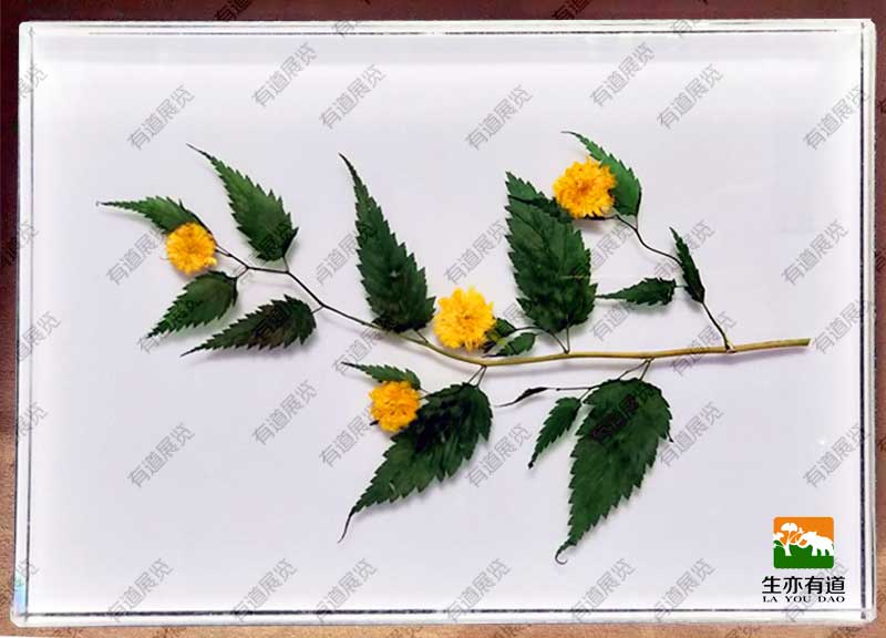 植物琥珀标本