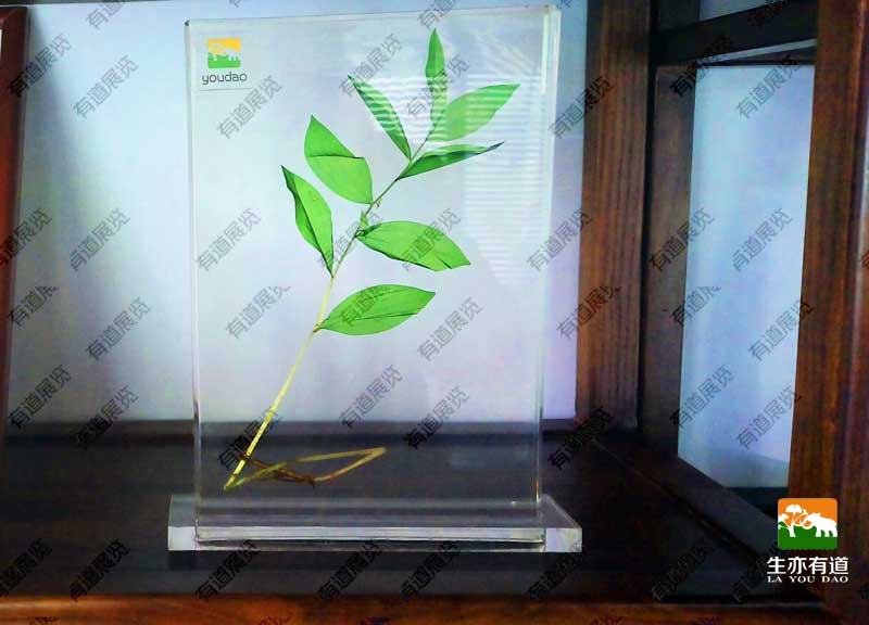 植物包埋标本摆件