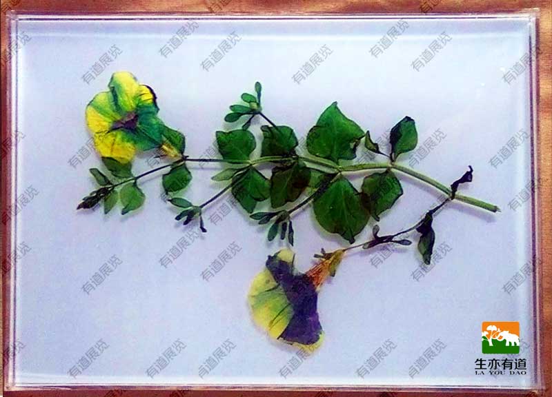 环氧树脂标本