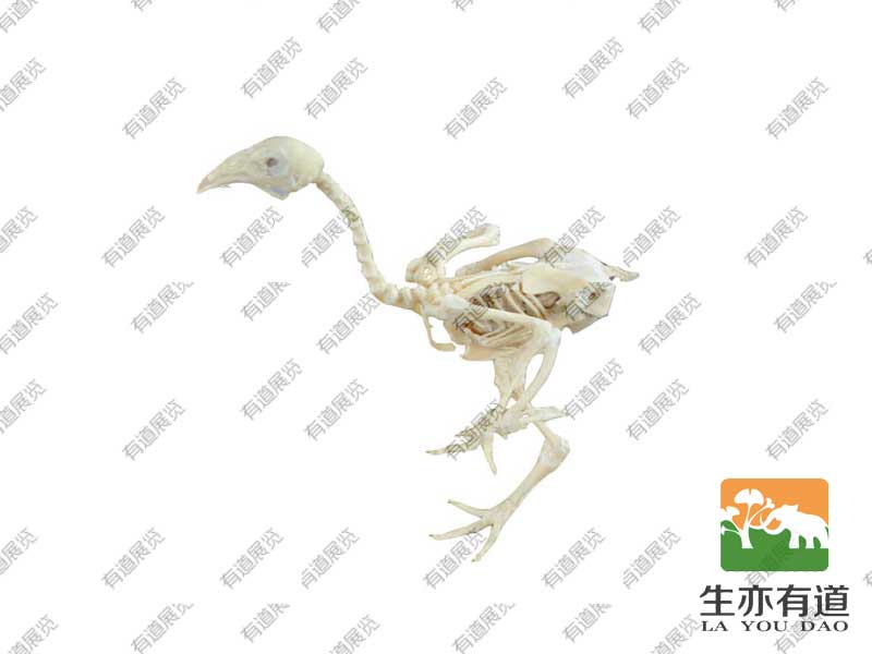 鸡骨骼标本