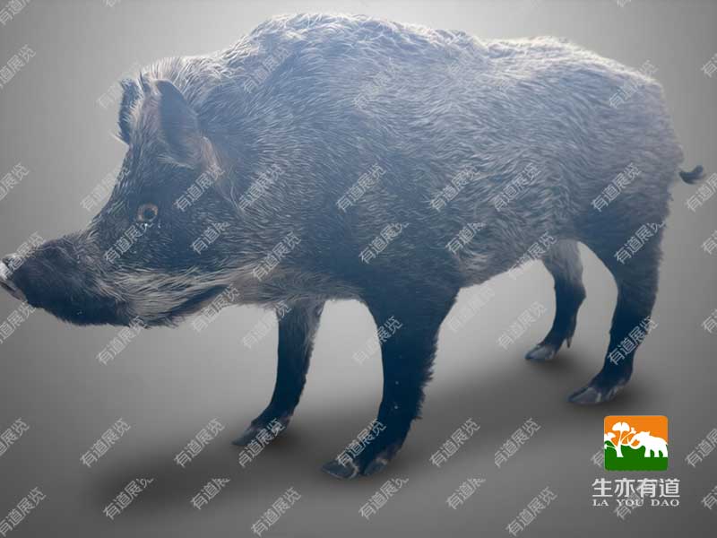野猪剥制标本