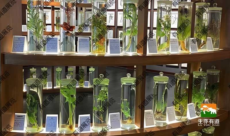 植物标本墙