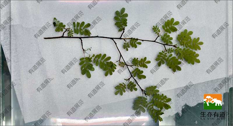 植物包埋标本