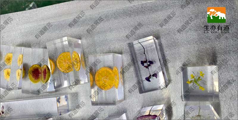 水果包埋标本