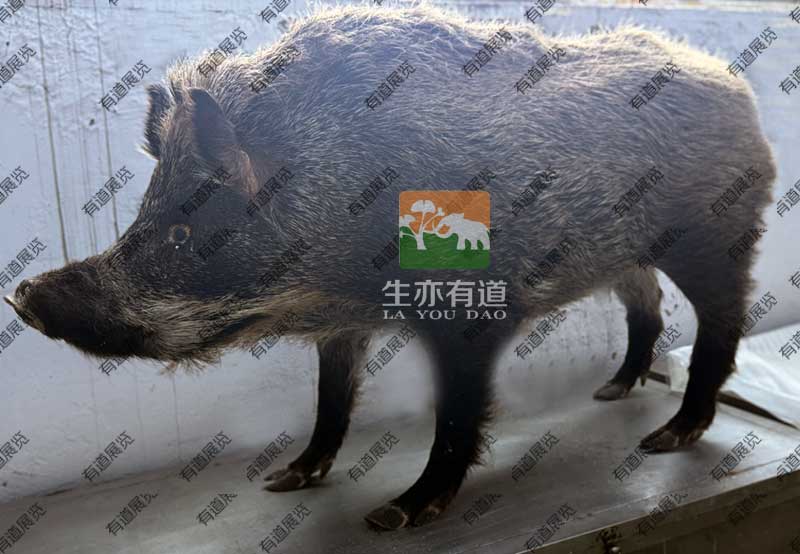 野猪剥制标本