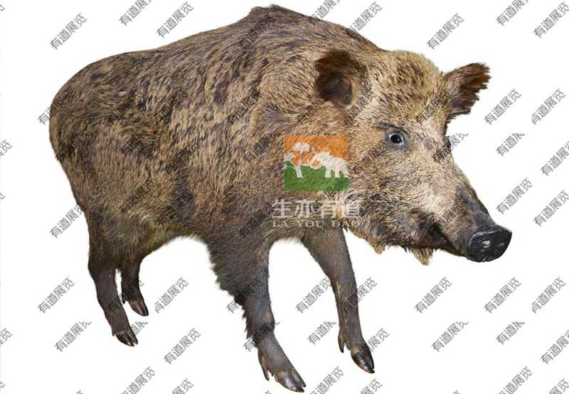 动物标本