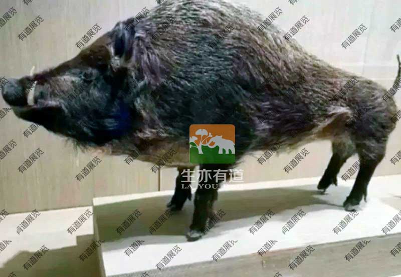 仿真野猪标本