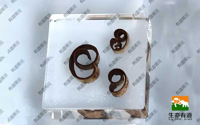 饮片包埋标本