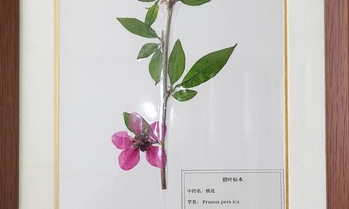 植物腊叶标本图集，把四季草木永久收藏