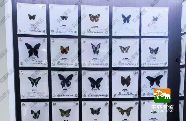 蝴蝶包埋标本上墙