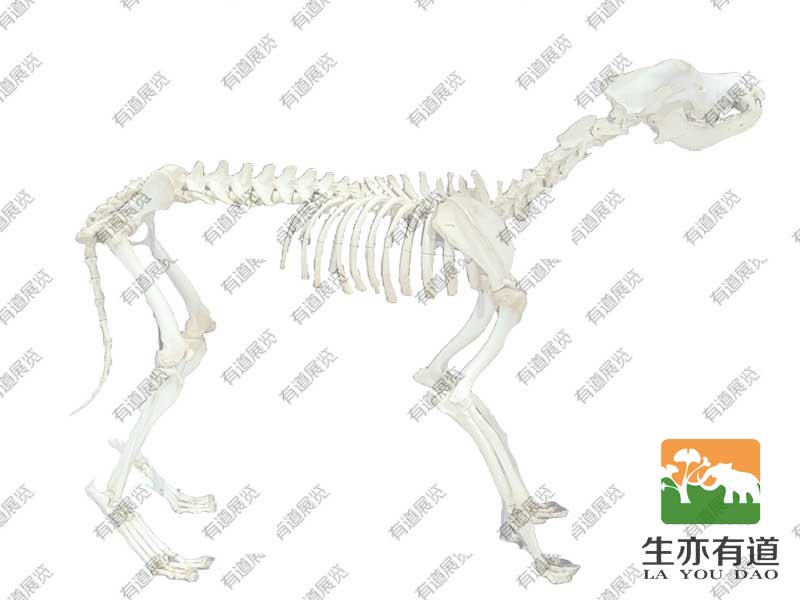 犬类骨骼标本