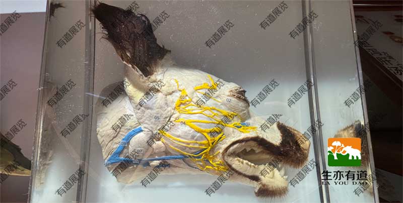 犬类组织浸制标本
