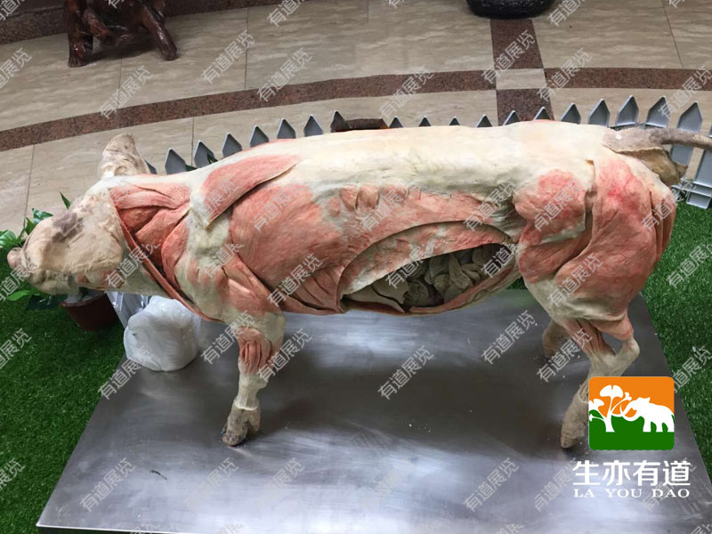 猪塑化标本
