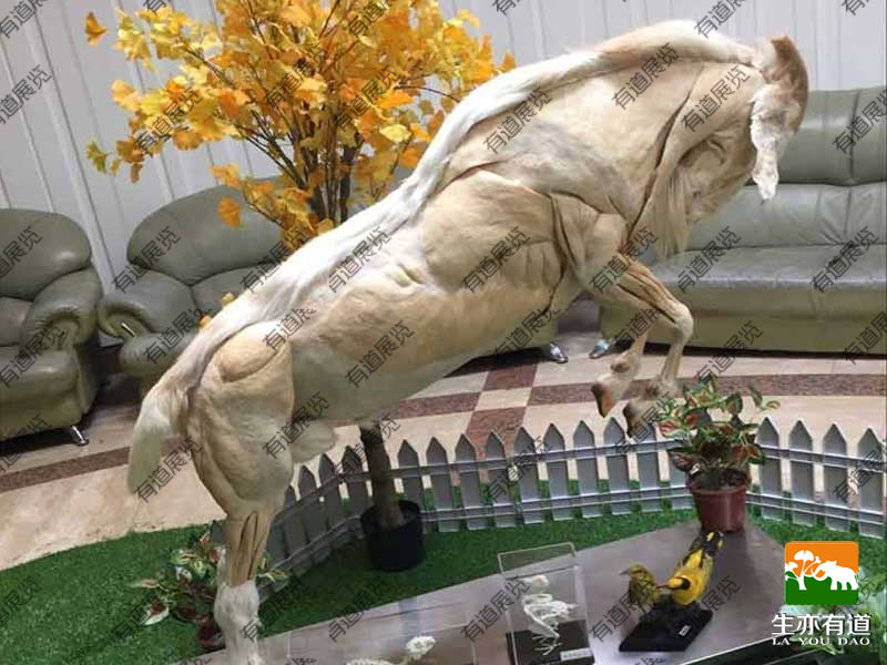 山羊塑化标本