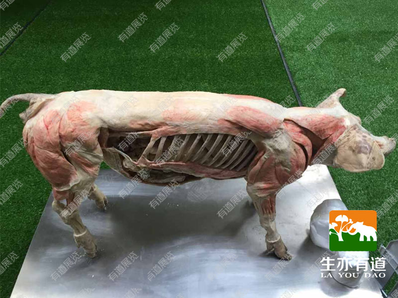 猪塑化标本