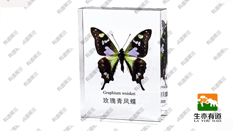 青凤蝶包埋标本