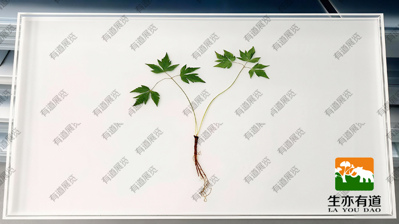 植物包埋标本