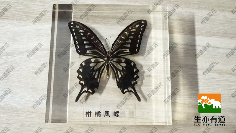 蝴蝶包埋标本
